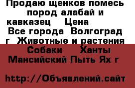 Продаю щенков помесь пород алабай и кавказец. › Цена ­ 1 500 - Все города, Волгоград г. Животные и растения » Собаки   . Ханты-Мансийский,Пыть-Ях г.
